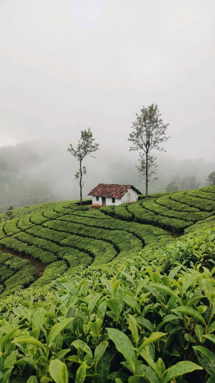 Tea Plantations