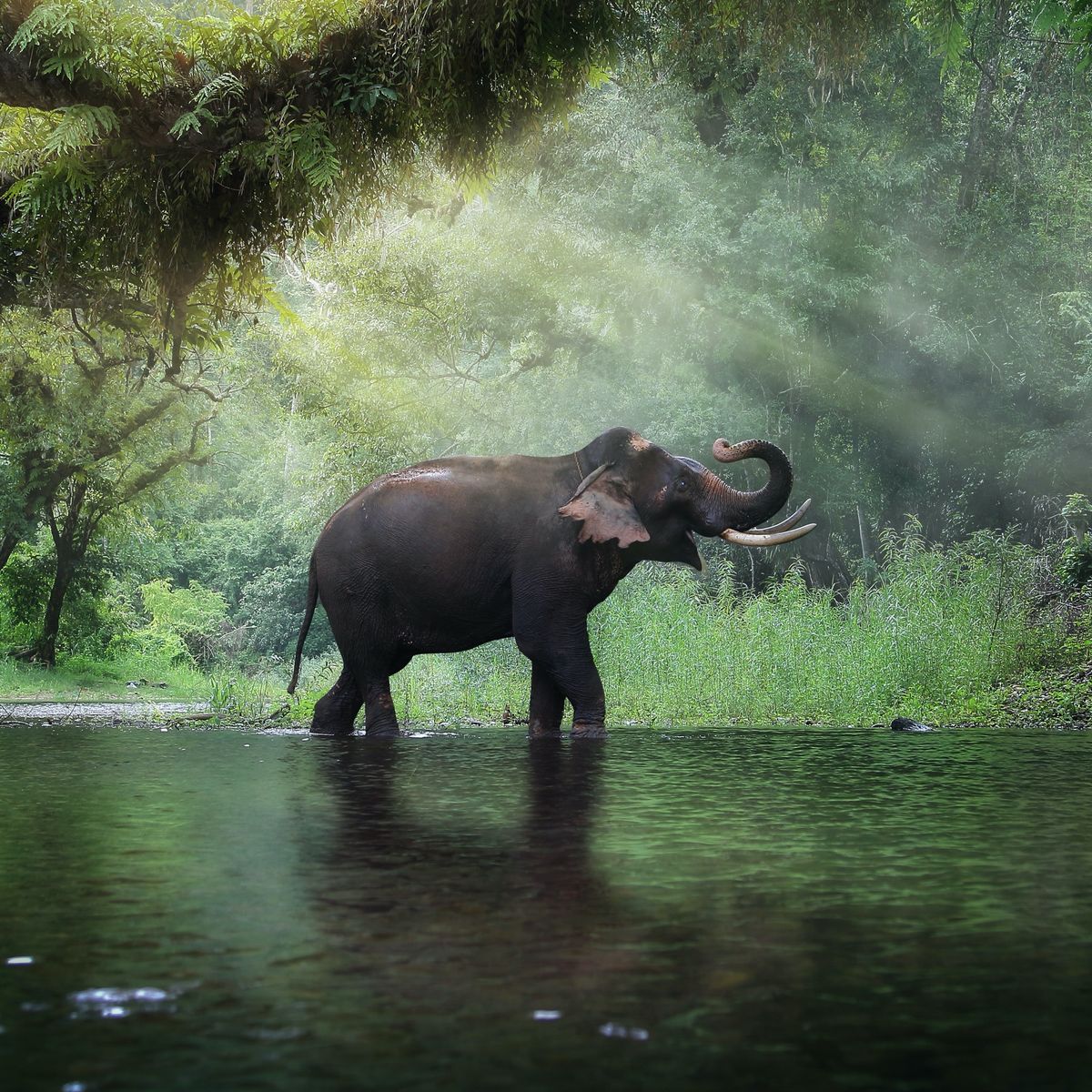 Wildlife Safari